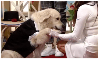 ఈ కోడిపుంజు చాలా డేంజర్ గురూ… ఏం చేసిందో చూడండి.!