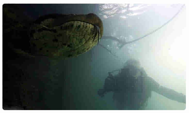 ఎదురుగా 23 అడుగుల అనకొండ.. మనోడు ఏం చేశాడంటే..!