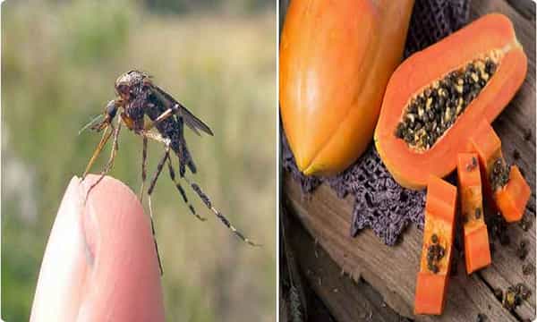 డెంగ్యూ కాటుతో.. బంగారంలా మారిన బొప్పాయి..