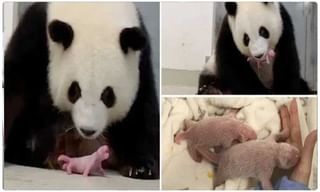 సింహాలకు గేదె “గుణపాఠం”.. లగెత్తుకుపోయింది “ఆహారం”..!