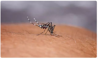 ఆర్టిఫిషియల్‌ స్వీట్‌నర్స్‌తో ప్రమాదం