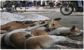 కోహ్లీ అంటే ఆస్ట్రేలియా క్రికెటర్లకు భయం..