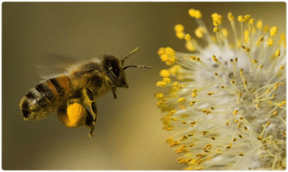 నేటి నుంచి దసరా శరన్నవరాత్రులు… ఏ అమ్మవారికి ఏ నైవేద్యం!