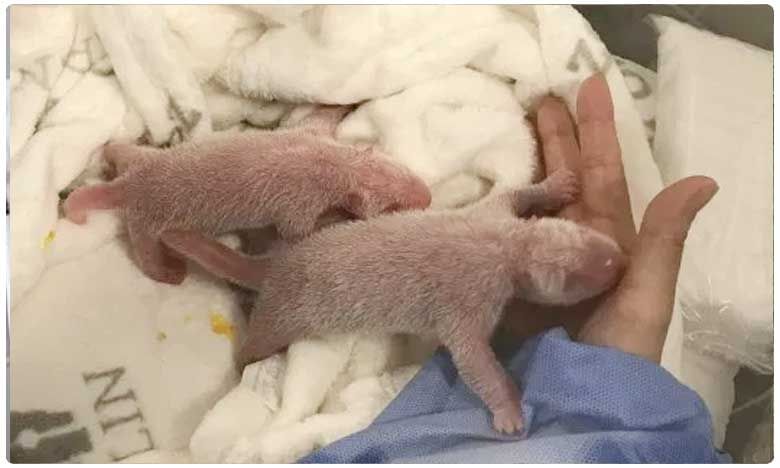 Panda gives birth to twins for first time at Berlin Zoo