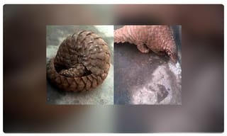 ఇసుక బస్తాలు మోస్తున్న మాజీ మంత్రి..! రీఎంట్రీ ఇస్తున్నారా..?