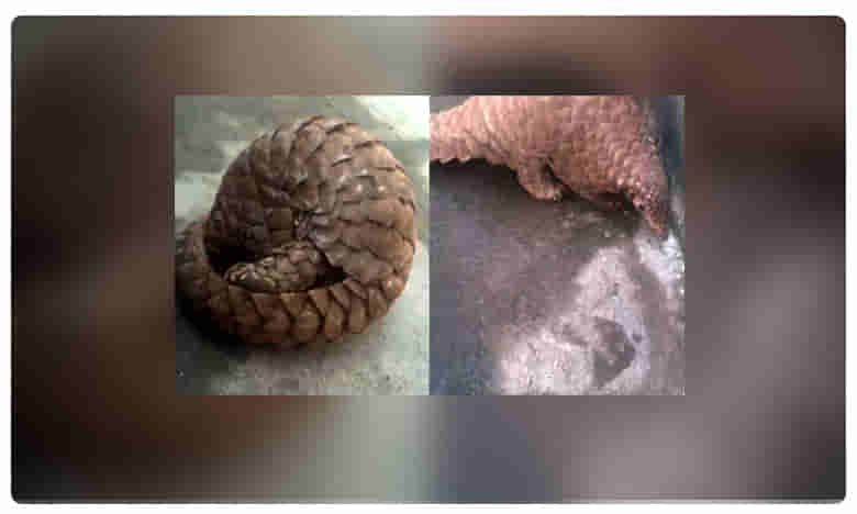 వైరల్: జనావాసాల్లో వింత జీవి.. అదేంటో తెలుసా..?