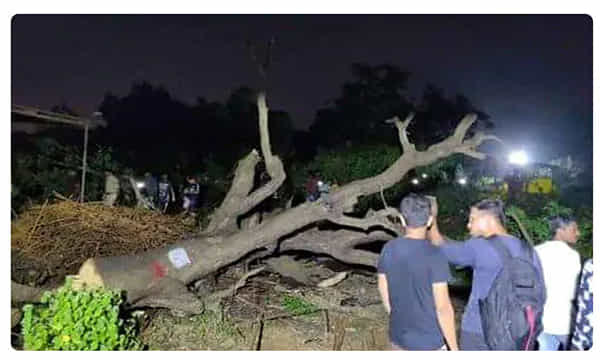 అక్కడ పచ్చని చెట్లను నరికేస్తున్నారు.. ఎందుకో తెలుసా?