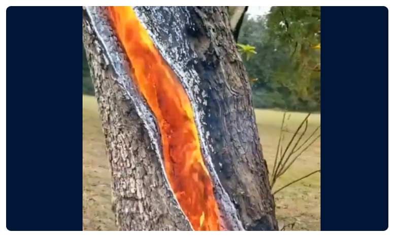 పిడుగు పడ్డ తర్వాత చెట్టు లోపల మంటలు Tree Burns From Inside After Getting Struck By 