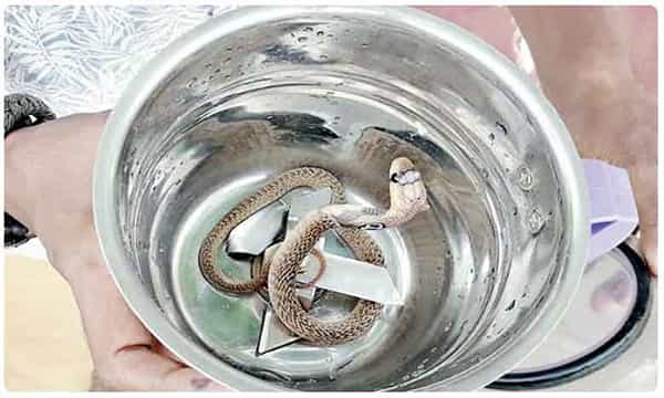 వంటింట్లో చప్పుడు వస్తుందని చూస్తే.. మిక్సీలో..