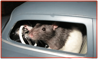 మీతో బాటే నేనూ డ్యాన్స్ చేస్తా.. అందాల చిలకమ్మ జోష్