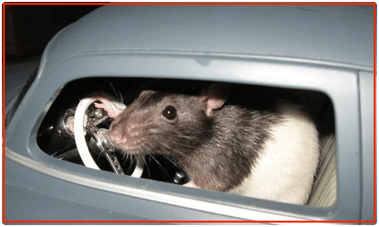 రయ్ మంటూ కార్ నడుపుతోన్న ఎలుకలు..కావాలంటే మీరే చూడండి