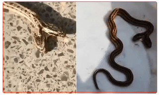 అతని కడుపే ఓ బీరు ఫ్యాక్టరీ