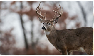 ట్రంపా.. మజాకానా.. ఫోన్‌‌లో ఫీచర్ లేదంటూ చిర్రెత్తి.. యాపిల్ సీఈవోకే ట్వీట్..!