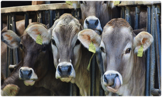 టాప్ 10 న్యూస్ @ 1 PM