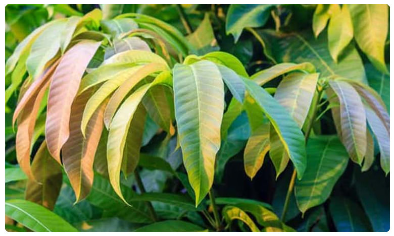 These Leaves Can Lower Your Blood Sugar Levels Quickly And Effectively 