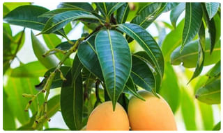 ఆ జిల్లాలో ప్రతి మహిళకు  శానిటరీ ప్యాడ్స్.. పెద్దపల్లి జిల్లా కలెక్టర్ వినూత్న ఆలోచన