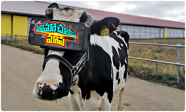 ఆవులకు వీఆర్ హెడ్ సెట్లు.. భలే ప్రయోగం !