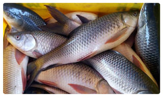 మరీ అంత స్పీడా… గాల్లోకి ఎగిరి మొదటి అంతస్తులోకి దూసుకెళ్లిన కారు!