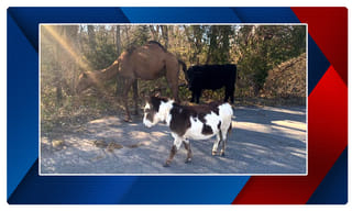 పోస్ట్‌మ్యాన్‌ను ప్రేమిస్తోన్న టర్కీ కోడి