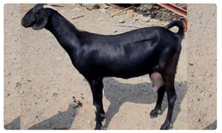 భారత్ లో 2 లక్షలు దాటిన కరోనా కేసులు..!