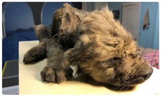 ‘ జుట్టుకు ఏ షాంపూ వాడావ్.?’  లేడీ ఫ్రెండ్లీ ఎలుగు ఏం చేసిందంటే.?