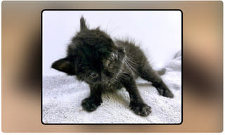 “క్యాన్సర్‌’ భూతాన్ని తరిమేద్దాం..