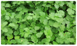 వెంకన్న భక్తులకు షాక్ ఇచ్చిన టీటీడీ