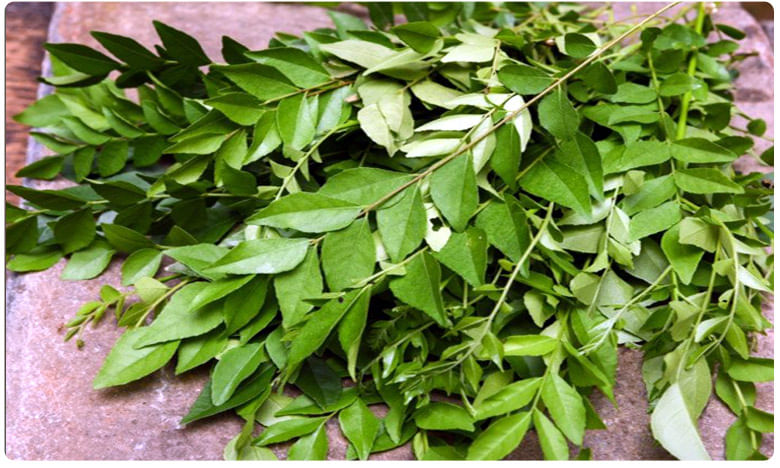 Curry leaves hot sale in telugu