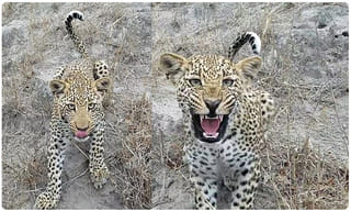 ‘ ఉతుకో ఉతుకు !’ అదిరిందయ్యా చింప్ ‘ దంచుడు ‘ !