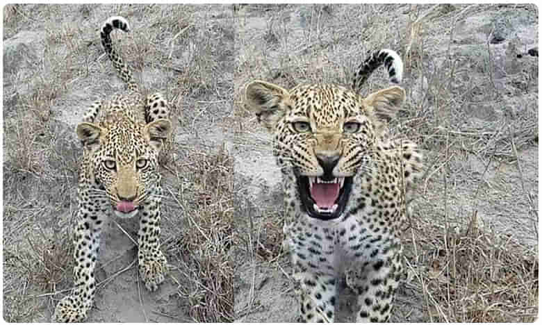 నేను డిల్లాన్..సౌతాఫ్రికా నుంచి చిరుతతో ఫేస్ టు ఫేస్..