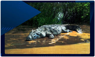 ఉదయాన్నే కప్పు టీ పడందే కాలు కదపని గుర్రం..!