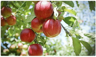 ఏపీలో విద్యుత్తు బిల్లుల వాయింపు…