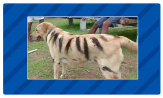 ఫొటో కోసం తాపత్రయం..వెంటాడిన పులి