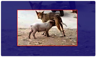 కూల్… కూల్ గా.. కుక్కగారి స్టయిల్ చూడచక్కన !