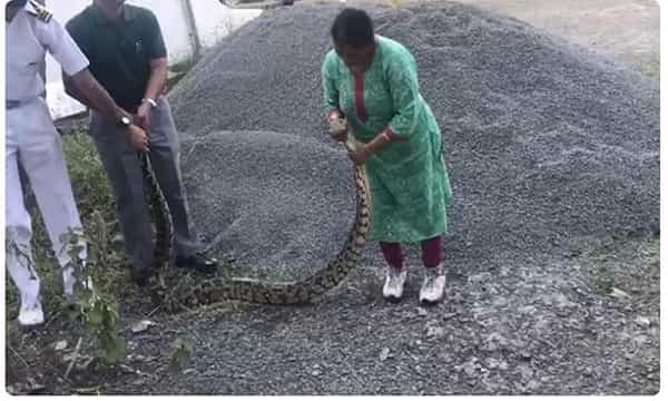 భారీ కొండచిలువను చాకచక్యంగా పట్టుకున్న మహిళ.. వీడియో వైరల్