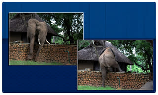 మునిసిపల్ ఎన్నికల్లో బీజేపీకి అభ్యర్థులు కరవు