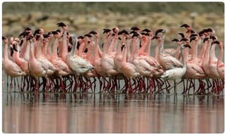 రసకందాయంలో మునిసిపల్ ఎన్నికలు