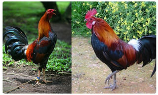 నిజామాబాద్ రైతులకు శుభవార్త.. పసుపు బోర్డుకు లైన్ క్లియర్!