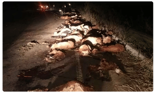 గుంటూరులో స్టూడెంట్ వార్..ఒకరి మృతి