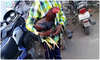 తెలంగాణ పట్టణాలకు కేటీఆర్ బంపర్ ఆఫర్