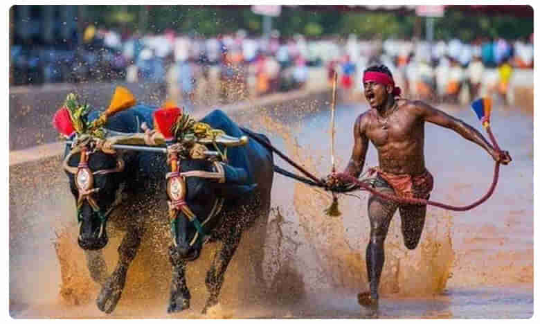 Indian buffalo racer: ఇండియన్ ఉసేన్ బోల్ట్‌కు ఊహించని ఆఫర్...