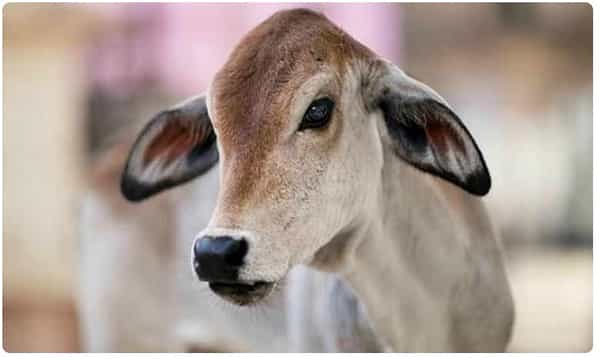 వామ్మో.. ఇంతటి ఆటవిక చర్యలా.. ఆవుదూడను చంపావంటూ.. అందుకు కూతుర్ని..!