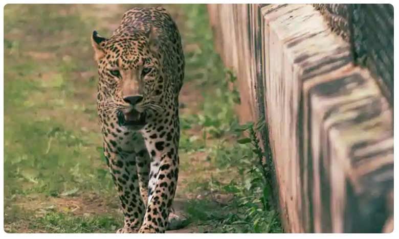 Leopard: చిరుతకెందుకు బడి? విద్యార్థుల్లో అలజడి!