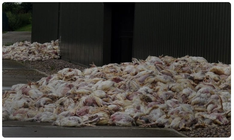 Virus Attack On Poultry: వింత వైరస్ ఎఫెక్ట్: 30 వేల కోళ్ల మృతిపై.. అధికారుల క్లారిటీ..