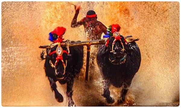 Kambala race: కంబళ పోటీల్లో మరో ఉస్సేన్బోల్ట్.. నిషాంత్శెట్టి సరికొత్త రికార్డ్!