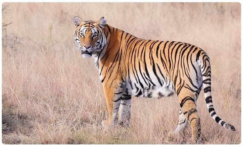 Tiger spotted: ఆదిలాబాద్‌ జిల్లాలో పులి కలకలం!