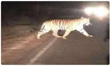 జాతీయ రహదారిపై పెద్దపులి... తరువాత ఏం జరిగిందంటే..!