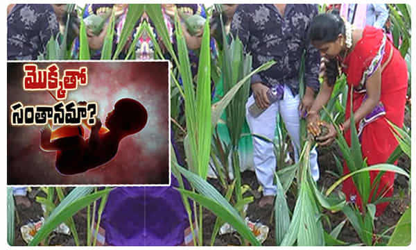 West Godavari Tradition: అక్కడ భక్తితో మొక్కలు నాటితే సంతానం కలుగుతుందట..!