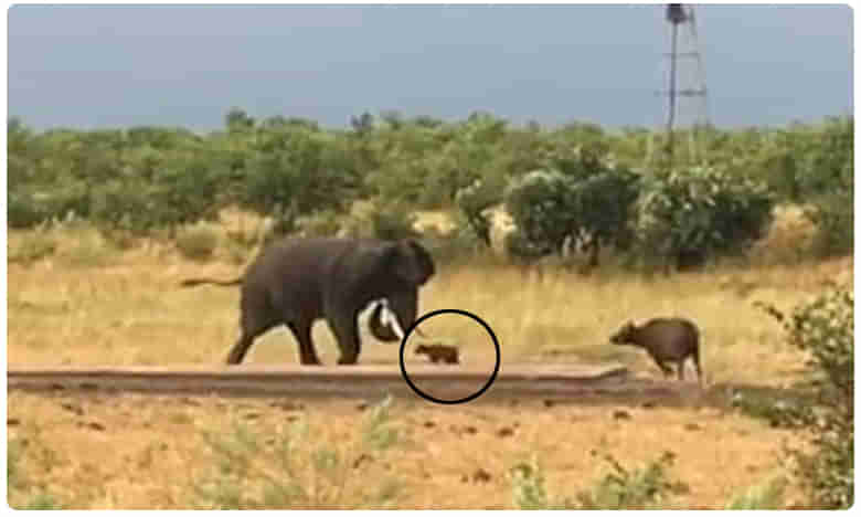 Shocking Video.. గజరాజు గజగజ వణికింది.. అది కూడా చిన్న దూడకి..