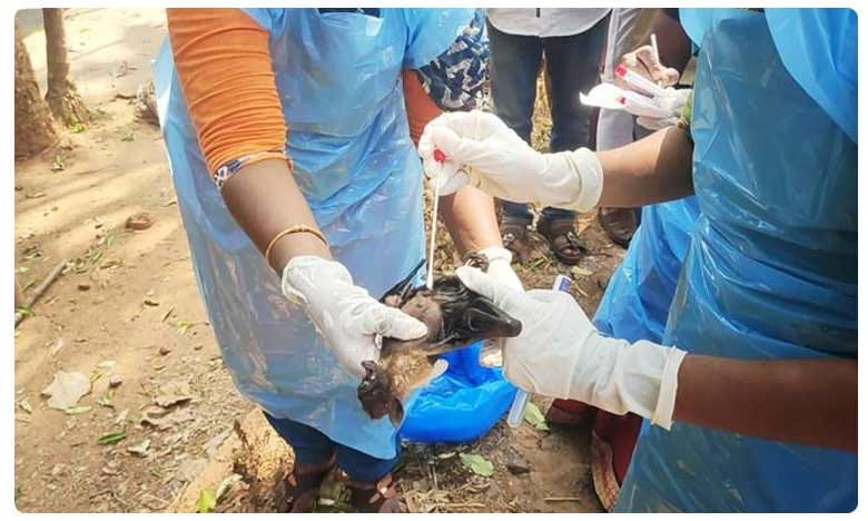 కొత్త వైరస్..! కోళ్ల నుంచి గబ్బిలాలకు